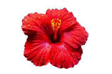 bright large flower of red hibiscus isolated on white background