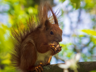 Photo of a red squirrel on a background of green leaves