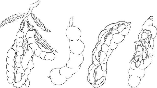 Hand drawn Tamarind (Tamarindus indica). Vector sketch illustration.