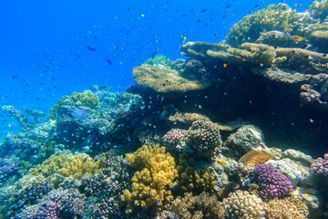Fototapeta na wymiar thousand of fishes at the colorful coral reef in blue sea water at vacation