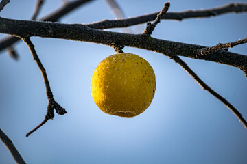 apples in hoarfrost sparkle in the sun