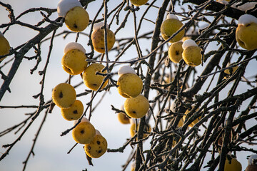 apples in hoarfrost sparkle in the sun
