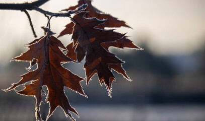 fallen red oak leaves in winter