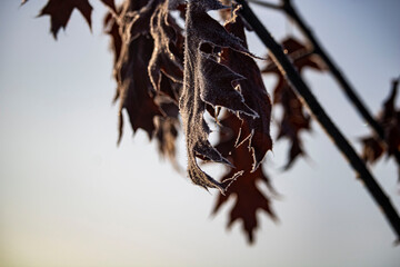 fallen red oak leaves in winter