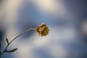 blooming flower after a sudden snowfall