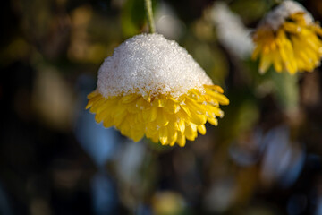 blooming flower after a sudden snowfall