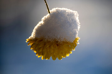 blooming flower after a sudden snowfall