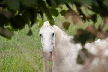 Portrait of a white horse in a meadow, looking at the camera and framed among the out-of-focus...