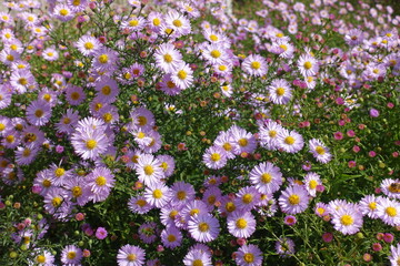 New York aster with numerous light pink flowers and buds in September