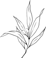 Small of olive leaves line art hand drawn element