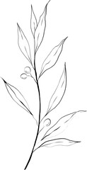 Olive leaves line art hand drawn element design