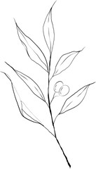 Line art olive leaves 