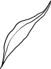 Olive leaf line art hand drawn element