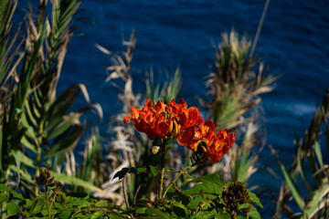 Blumen und Meer auf Teneriffa
