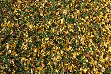 Backdrop - yellow and brown fallen leaves of mulberry in the grass in November