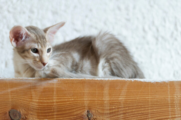 Orientalisch Langhaar Kätzchen liegt Zuhause auf einem Wandbalken