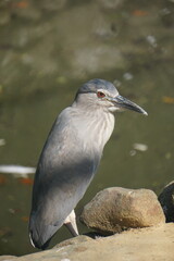 great blue heron