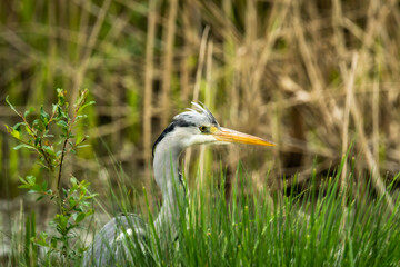 great heron