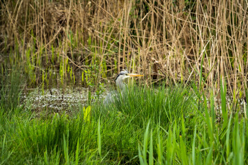 heron in the grass