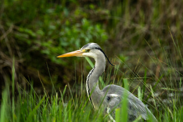 great heron