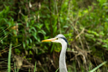 great heron