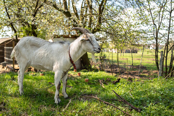 Obraz na płótnie Canvas Horned goat on a leash eats grass close-up.