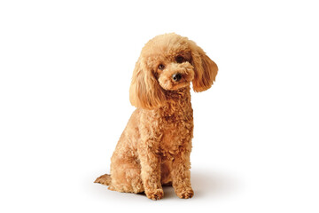 Cute toy poodle sitting on white background - 600695730