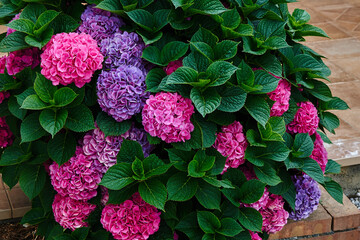 Closeup of purple and pink macrophylla hydrangeas covered by green leaves