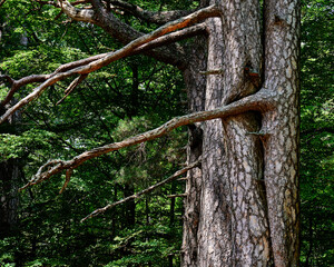 Closeup of tree trunks and fresh green leaves with sunlight in a park