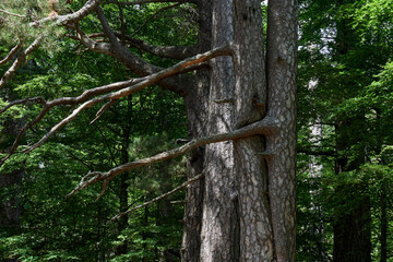 Closeup of tree trunks and fresh green leaves with sunlight in a park