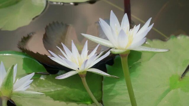 Floating water lily at the lake
