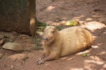 Naklejka na ściany i meble Capybara (Hydrochoerus hydrochaeris)