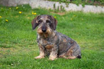 rough-coated dachshund sitting in the grass