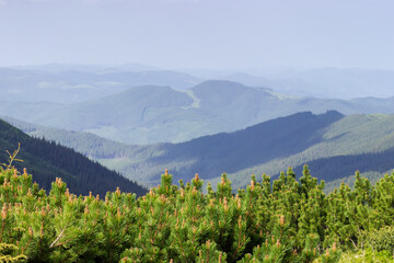 Mountain pine bushes against the mountain valley in sunny day