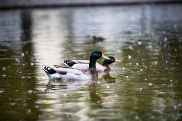 Obraz premium esemplari di anatra domestica mentre nuotano e si puliscono nel laghetto di un parco