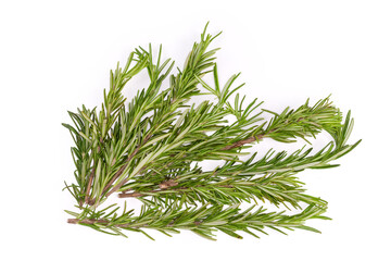 Fresh rosemary twigs on a white background