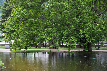 Obraz premium splendido albero in primavera in un bel parco cittadino