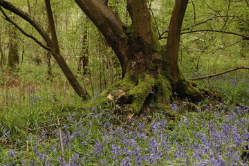 English Bluebells in the Springtime woodlands of England