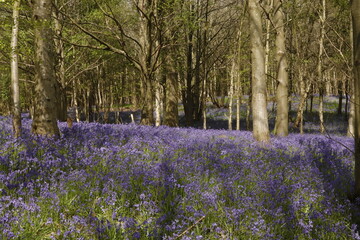 English Bluebells in the Springtime woodlands of England