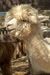 Obraz premium White Alpaca close-up, standing in a wooden paddock.