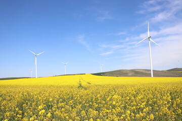 wind turbine in rape yellow field on a sunny spring day in dobrogea, romania