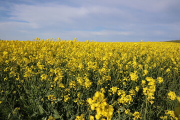 Obraz premium field of yellow rape colza and blue sky