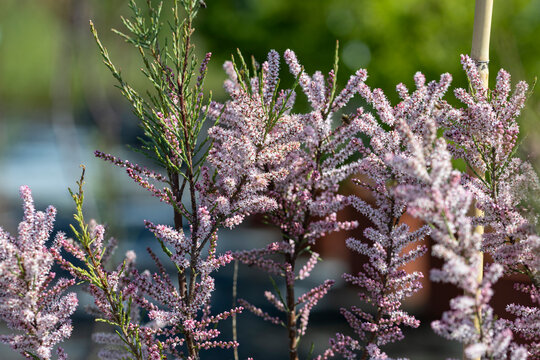 Tamarix ramosissima, commonly known as saltcedar, salt cedar, or tamarisk. This cultivar is the Tamarix ramosissima “Rubra”. It's a shrub with reddish stems and characteristic small pink flowers.