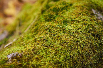 Moss green texture. Moss background. Green moss on grunge texture, background. Long web banner - 600702542