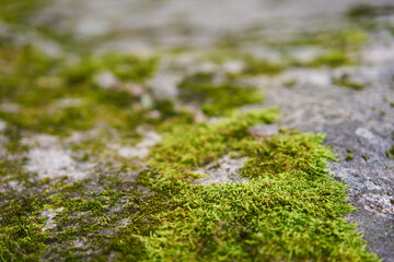 Moss green texture. Moss background. Green moss on grunge texture, background. Long web banner - 600702598