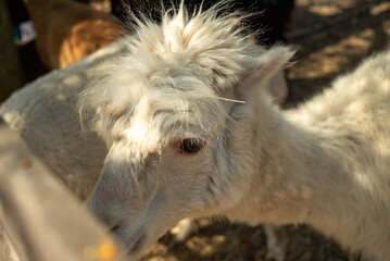 Fototapeta premium White Alpaca close-up, standing in a wooden paddock.