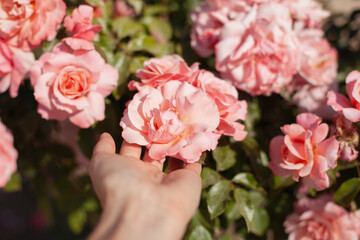 Hand touching pink rose in the garden horizontal background