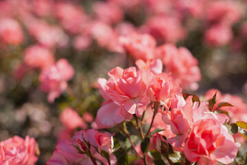 Pink roses in the garden closeup in full bloom