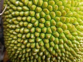 Fruit from jackfruit / jackfruit pitcher