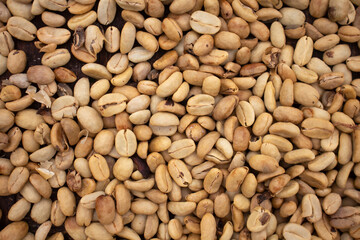 background of coffee beans being dried